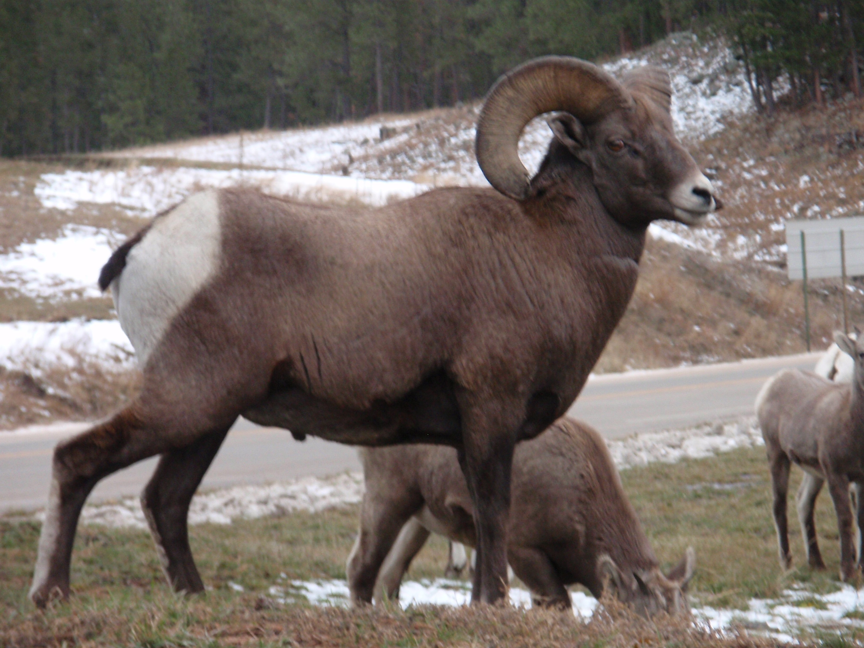 Big Horn Sheep - Nemo, SD; Size=